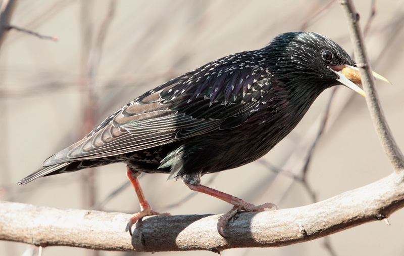 Estornell vulgar (Sturnus vulgaris)