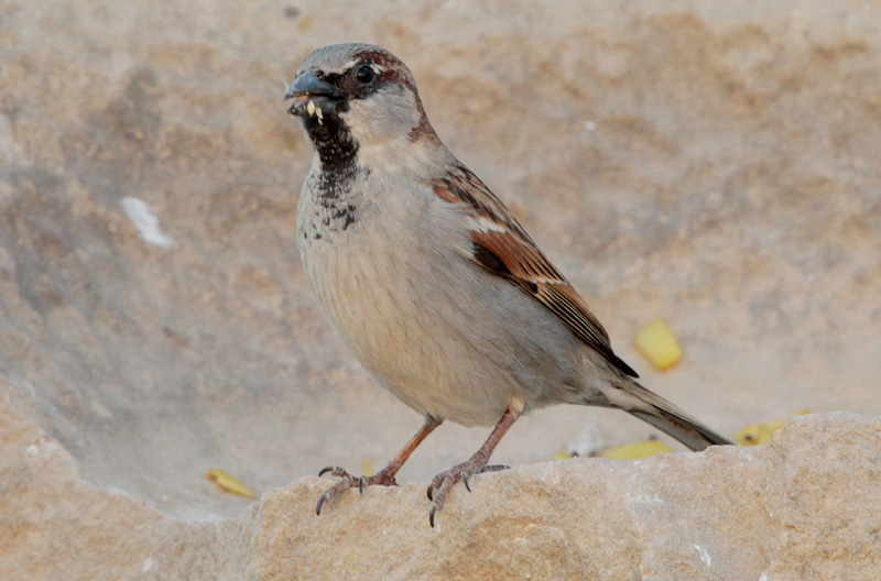 Pardal comú (Passer domesticus)