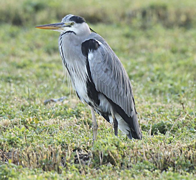 Bernat pescaire (Ardea cinerea)