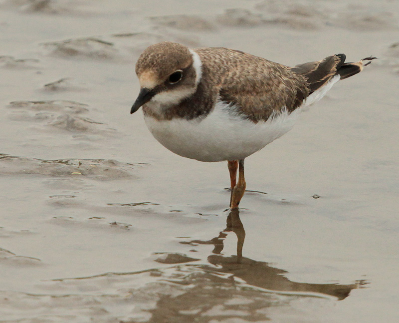 Corriol petit jove (Charadrius dubius)