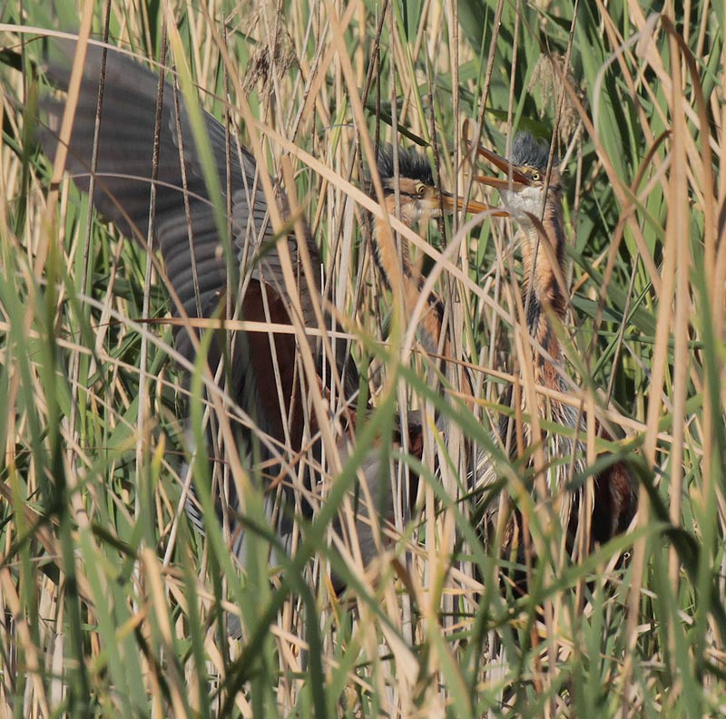 Agró roig (Ardea purpurea)