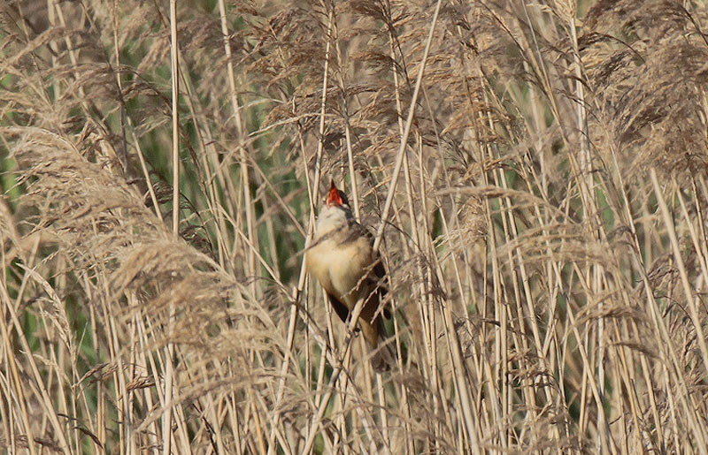 Balquer (Acrocephalus arundinaceus)