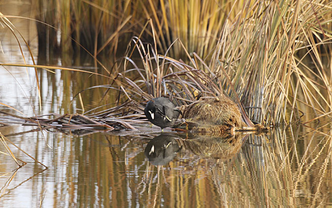 Fotja vulgar (Fulica atra)