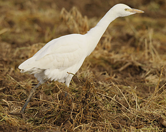 Esplugabous (Bubulcus ibis)