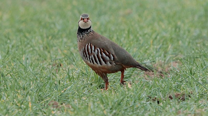 Perdiu roja (Alectoris rufa)