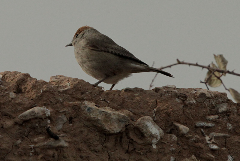 Tallarol de casquet femella (Sylvia atricapilla)