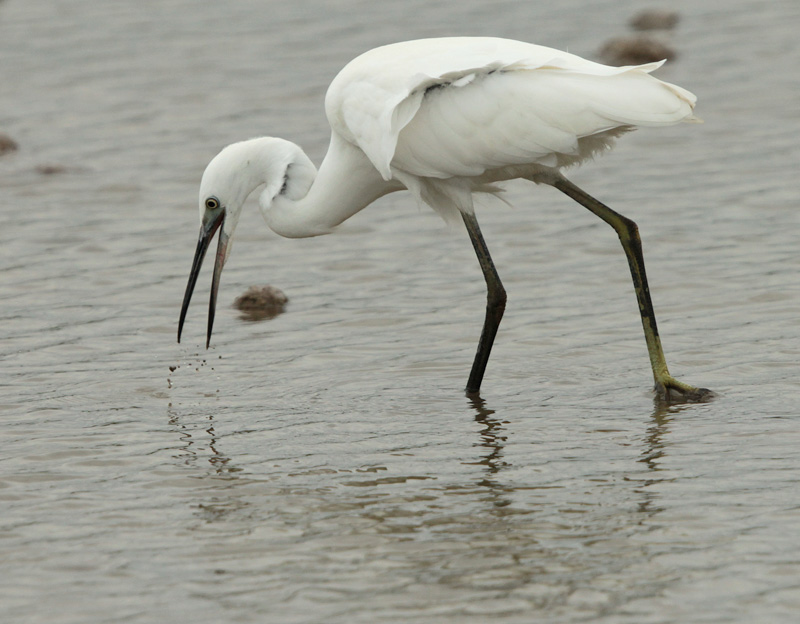 Martinet blanc (Egretta garzetta)