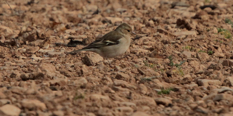 Pinsà comú mascle (Fringilla coelebs)