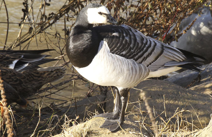 Oca de galta blanca (Branta leucopsis)