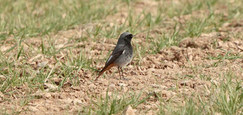 Cotxa fumada mascle (Phoenicurus ochruros)