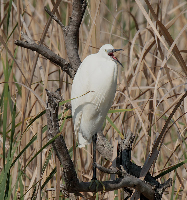 Martinet blanc (Egretta garzetta)