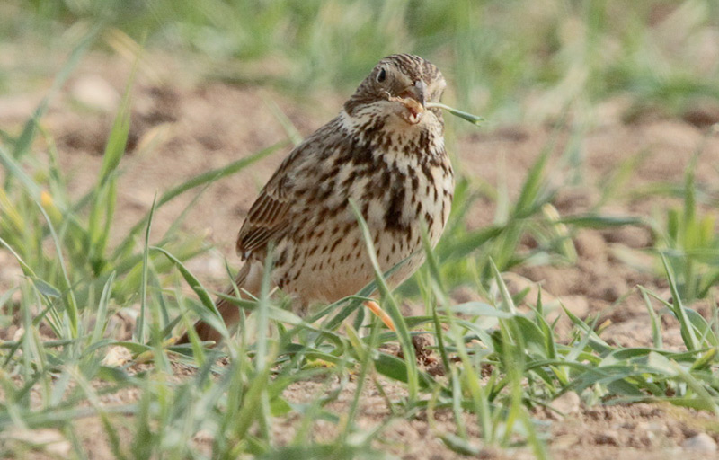 Cruixidell (Emberiza calandra)