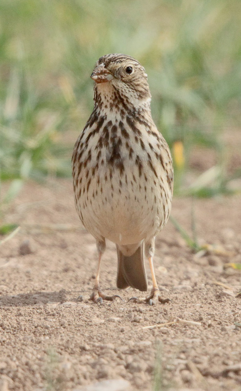 Cruixidell (Emberiza calandra)