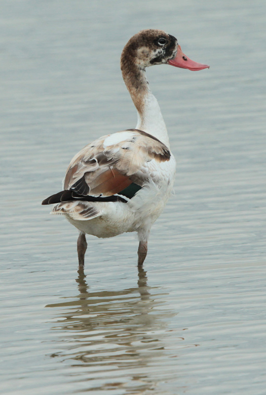 Ànec blanc (Tadorna tadorna)