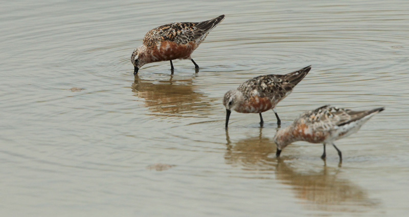 Tèrrit becllarg (Calidris ferruginea)