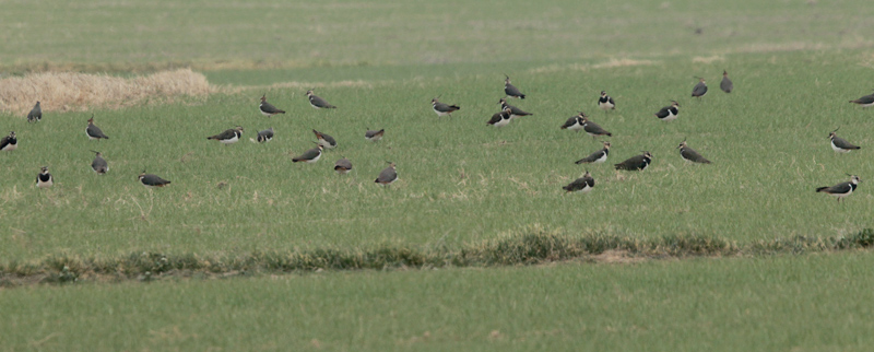 Fredelugues europees (Vanellus vanellus)