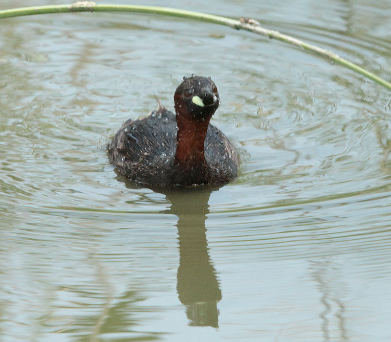 Cabusset (Tachybaptus ruficollis)