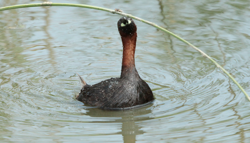 Cabusset (Tachybaptus ruficollis)