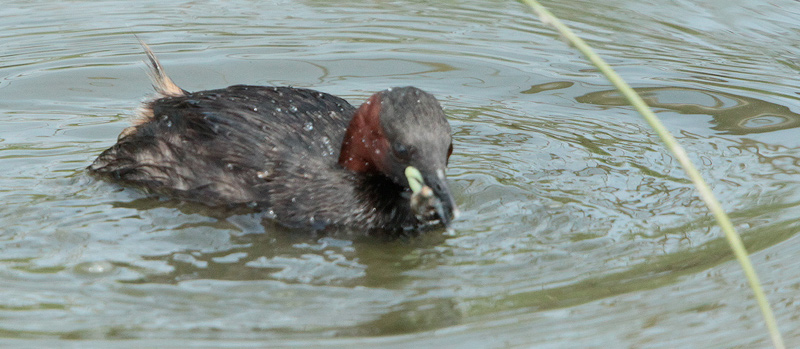 Cabusset (Tachybaptus ruficollis)