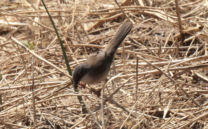 Tallarol capnegre (Sylvia melanocephala)