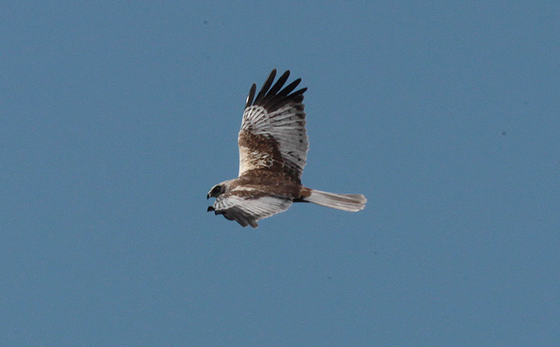 Arpella vulgar mascle (Circus aeruginosus)