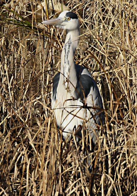 Bernat pescaire (Ardea cinerea)