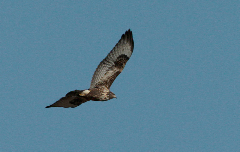 Aligot calçat (Buteo lagopus)