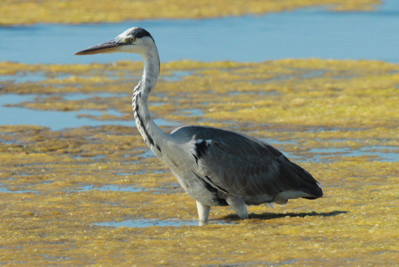 Bernat pescaire  (Ardea cinerea) Ardeidae.