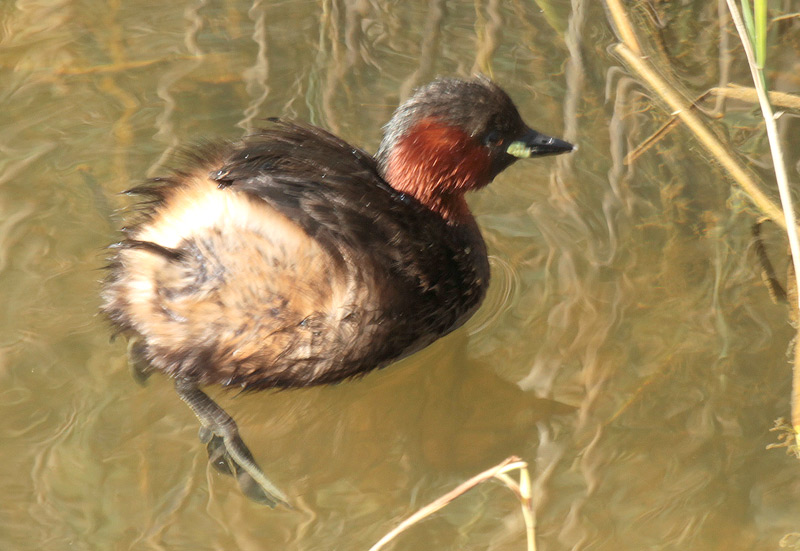 Cabusset (Tachybaptus ruficollis)