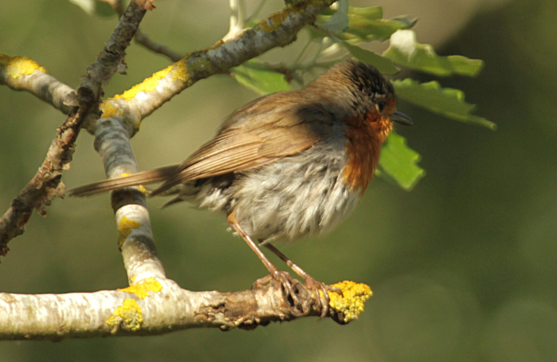 Pit-roig (Erithacus rubecula) Turdidae