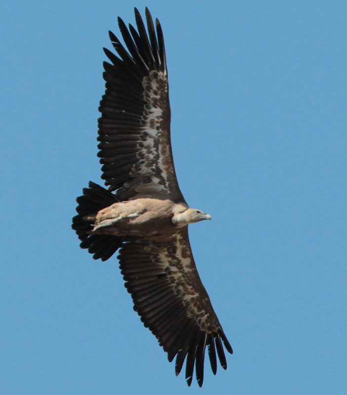 Voltor comú (Gyps fulvus)