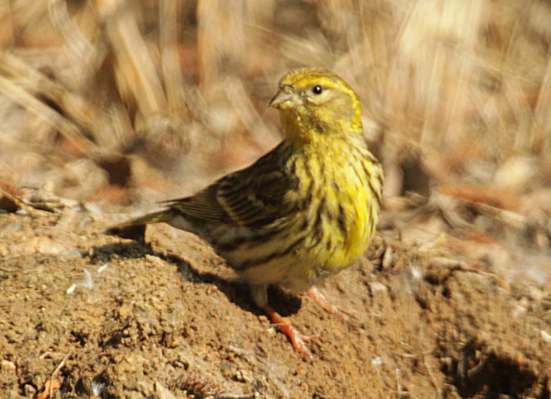 Gratapalles femella (Emberiza cirlus)