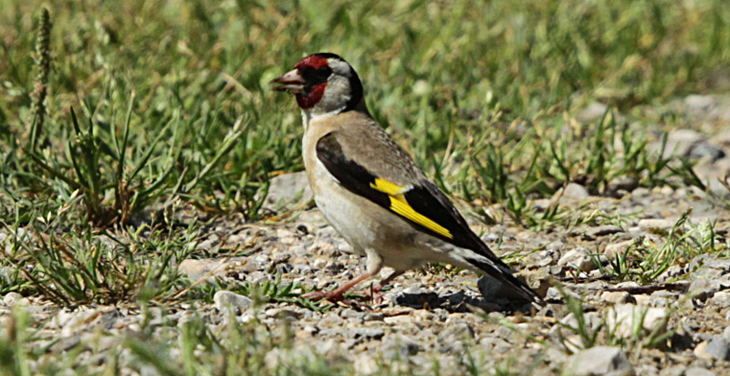 Cadernera (Carduelis carduelis)