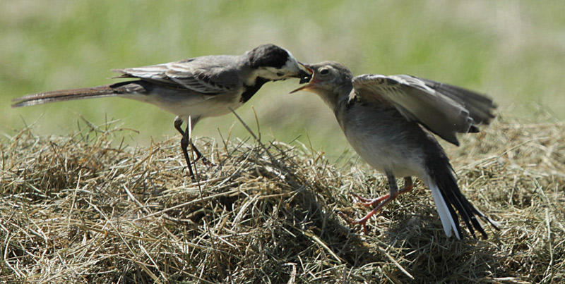 Cuereta blanca vulgar (Motacilla alba)