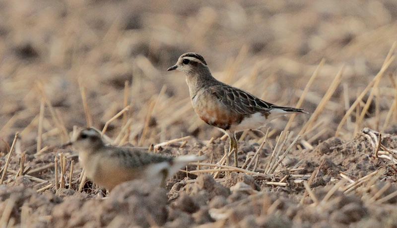 Corriol pit-roig mascle (Charadrius morinellus)