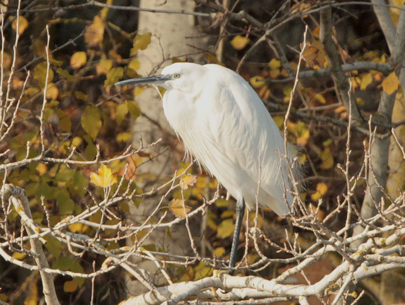 Martinet blanc (Egretta garzetta)