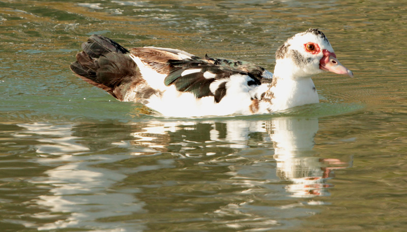 Ànec mut (Cairina moschata)