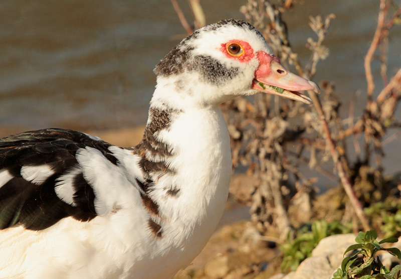 Ànec mut (Cairina moschata)