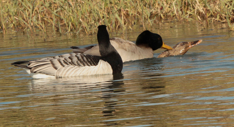 Oca de galta blanca + ànec collverd (Anas platyrhynchos)