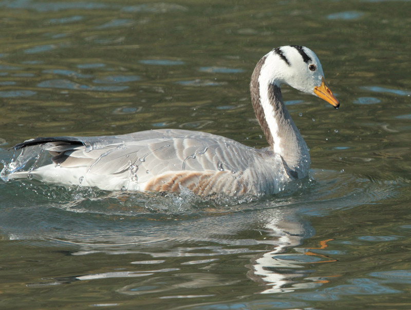 Ànsar indi (Anser indicus)