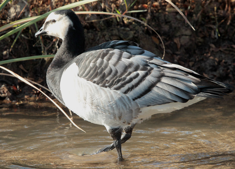 Oca de galta blanca (Branta leucopsis)