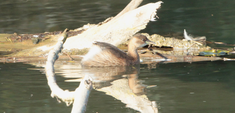 Cabusset (Tachybaptus ruficollis)