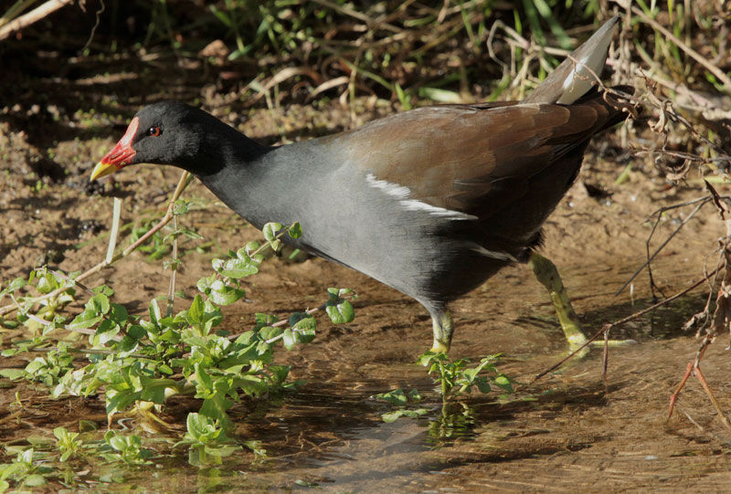 Polla d'aigua (Gallinula chloropus)