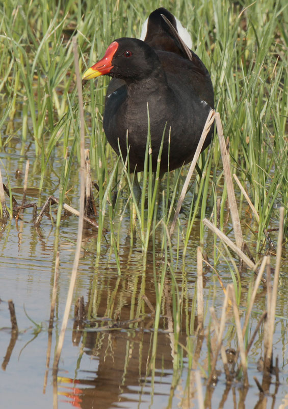 Polla d'aigua (Gallinula chloropus)