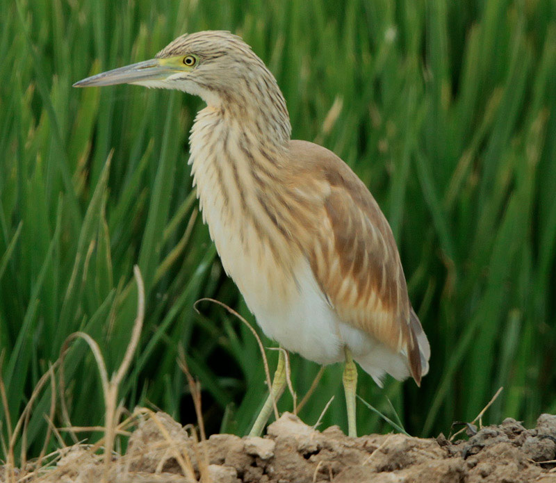 Martinet Ros , jove (Ardeola ralloides)