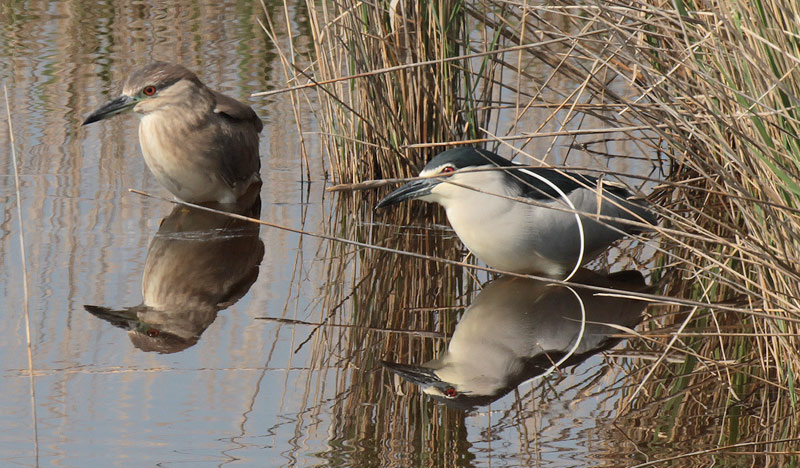 Martinet-de-nit-(Nycticorax-nycticorax)