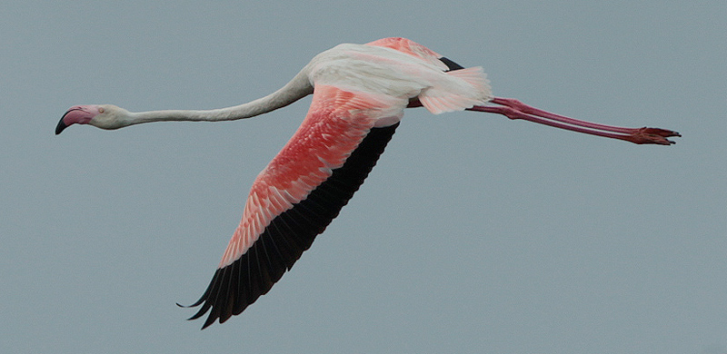 Flamenc rosat (Phoenicopterus roseus)