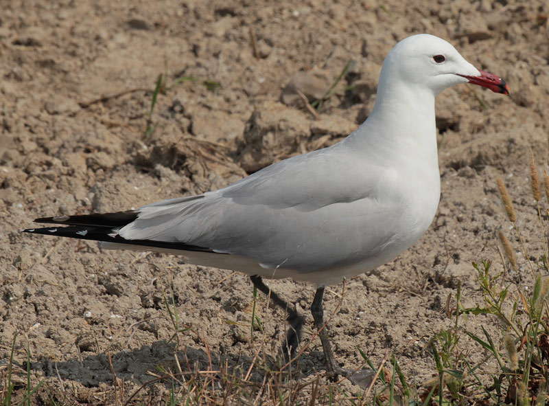 Gavina corsa (Larus audouinii)