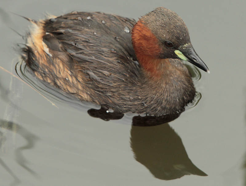 Cabusset  (Tachybaptus ruficollis)