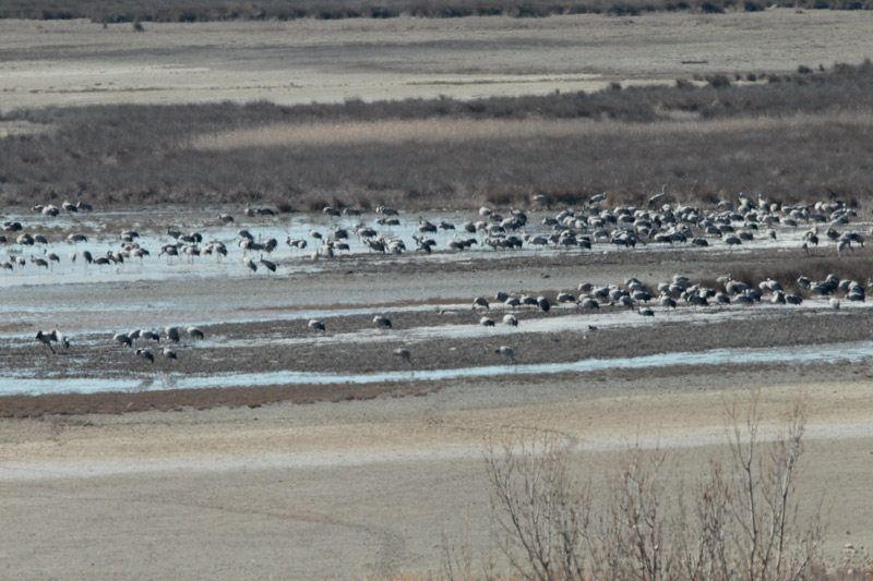 Grues (Grus grus)